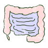 Intestinal organ
