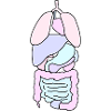 Anatomy Organs Medicine