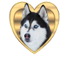 Husky - Husky Dog - Siberian Husky