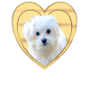 Maltese - Maltese Dog - Heart