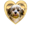 Havanese - Havanese Dog - Heart