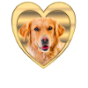 Golden Retriever - Golden Retriever Dog