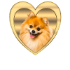 Zwergspitz - Zwergspitz Dog - Heart