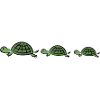 tortoises
