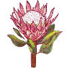 Protea