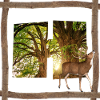 bois avec cerf h