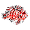 Lionfish Devilfish