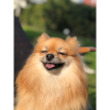 smiling pomeranian zwergspitz happy
