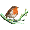 Bird - Red Throat