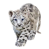 Sia, the snow leopard