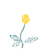 Flower of Life