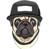 Mops mit Snap back cap