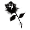 Gothic Black Rose