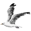 gull