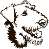 Airedale Terrier Kopf