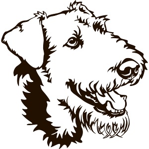 Airedale Terrier Kopf