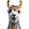 lama
