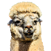 Lama 2