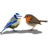 Blaumeise Rotkehlchen Polygonstil heimischer Vogel