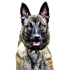 Belgian Shepherd Malinois