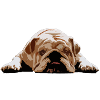 English bulldog