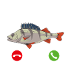 Barsch Angeln