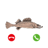 Zander Angeln