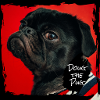 Doug the pug