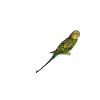 Budgie parakeet bird heartbeat