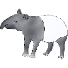 tapir