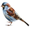 Vogel Spatz 