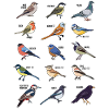 Wildlife Bird Collection birdwatching gift