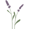 Lavendel