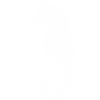 Seepferdchen