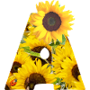 sonnenblumen a