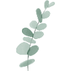 Eucalyptus