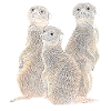 Meerkats - Mongooses - Africa