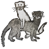 Frettchen