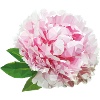 peony