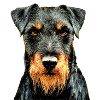 Jagdterrier
