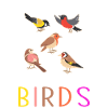 Bird birdwatcher gift