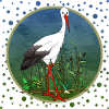 Cigogne