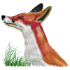 The little fox