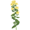 Millepertuis jaune
