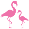 flamingos
