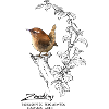 Zaunkönig