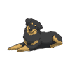 Hovawart Dog
