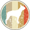 Boston Terrier