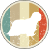 Bearded Collie