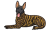 Hollandse Herdershond Dutch Shepherd